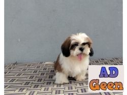 used All Breed Top Quality puppies available 9891116714 Shih Tzu for sale 
